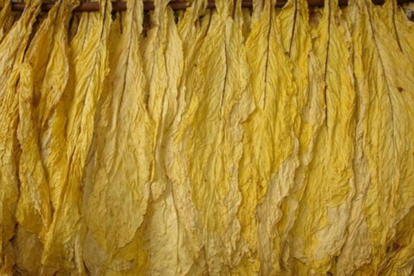 烤煙煙葉顏色怎么檢測？可以使用NH310色差儀嗎？