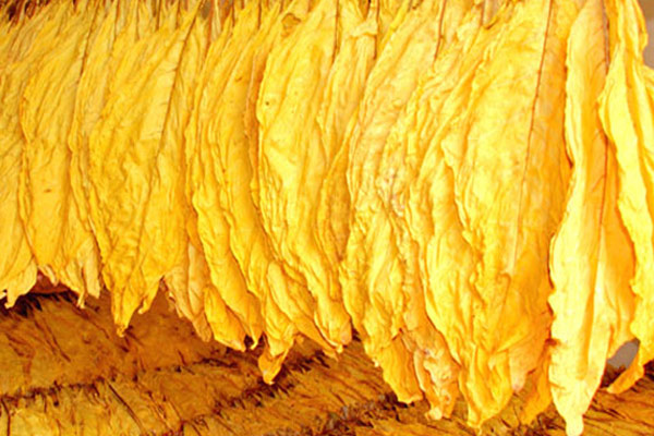 色差儀用于烤煙煙葉顏色的檢測及分級