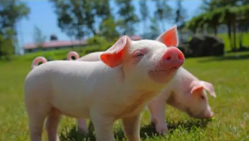 豬皮膚顏色的影響因素及測量方法