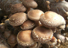 分光測色儀評定食用菌的顏色