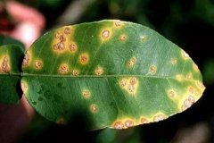 色差儀檢測柑橘葉面色差